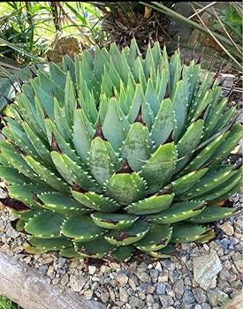 耐寒性アガベ パリー美株◇ドライガーデン多肉サボテン吉祥天ユッカ　ヤシ　アロエ 耐寒性アガベ パリー美株◇ドライガーデン多肉サボテン吉祥天